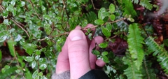 Coprosma rhamnoides
