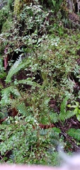 Coprosma rhamnoides