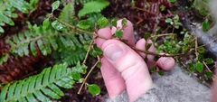 Coprosma rhamnoides