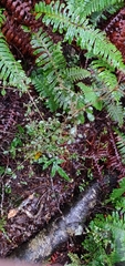 Coprosma rhamnoides