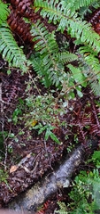 Coprosma rhamnoides