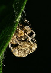 Nedyus quadrimaculatus