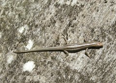Cryptoblepharus virgatus