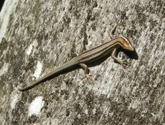 Cryptoblepharus virgatus
