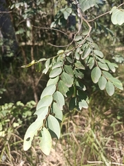 Breynia oblongifolia