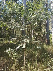 Breynia oblongifolia