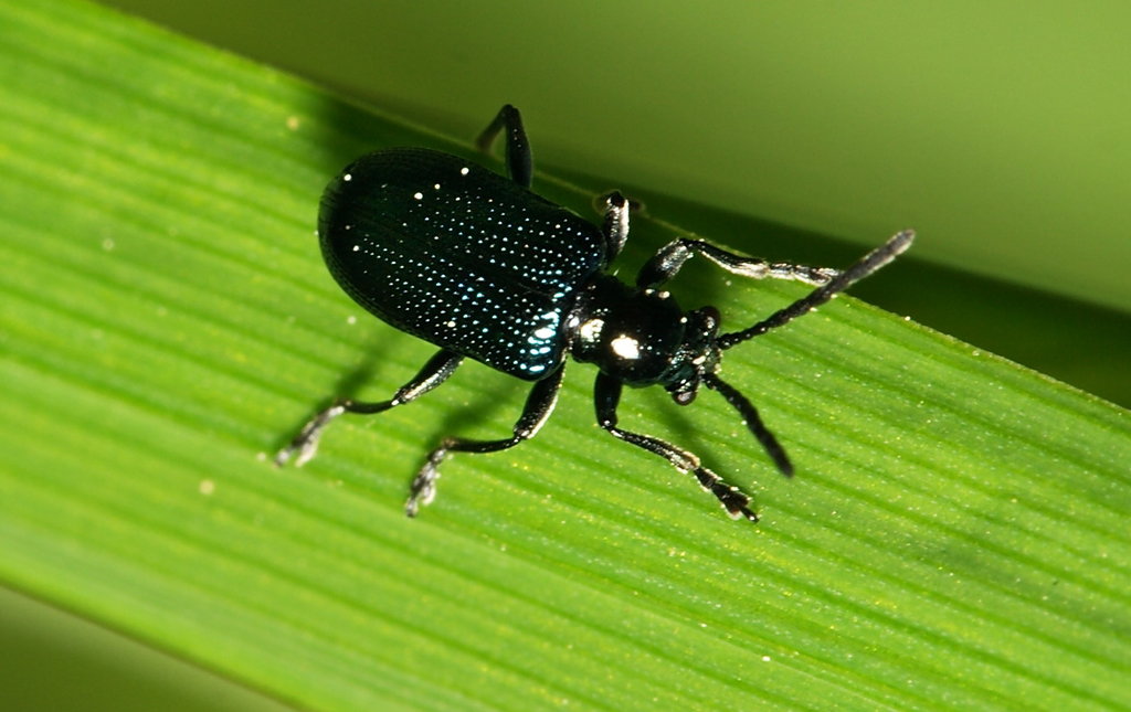 Oulema gallaeciana