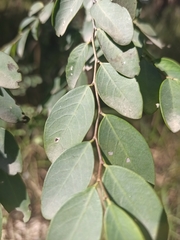 Breynia oblongifolia