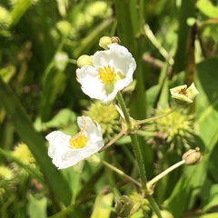 Sagittaria australis