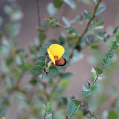 Bossiaea rhombifolia