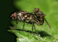 Limnophora