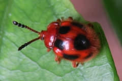 Stenotarsus pardalis