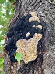 Inonotus nidus-pici