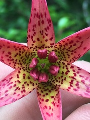 Lilium bolanderi