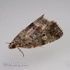 Protodeltote distinguenda