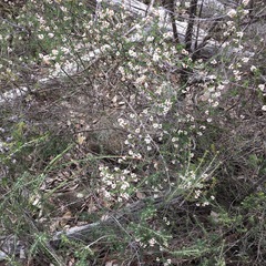 Cryptandra lanosiflora