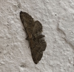 Eupithecia tripunctaria