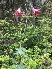Lilium bolanderi