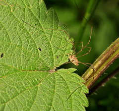 Rilaena triangularis