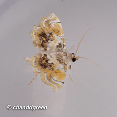 Musotima suffusalis