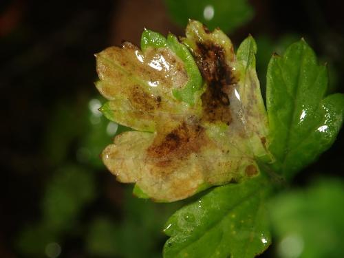 Agromyza rufipes