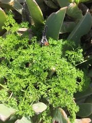 Annesorhiza macrocarpa