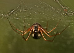 Linyphiidae