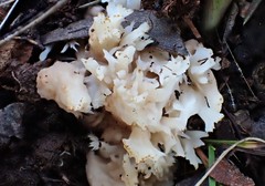 Clavulina vinaceocervina