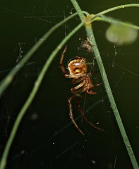 Araneae