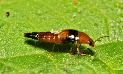 Tachyporus obtusus