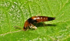 Tachyporus obtusus