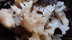 Clavulina vinaceocervina