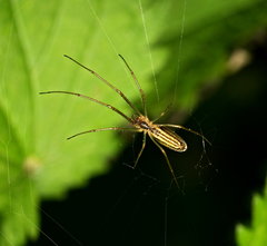 Tetragnatha