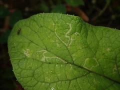 Phytomyza lappae