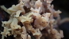 Clavulina vinaceocervina