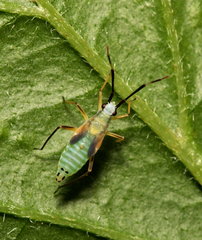 Cyllecoris histrionius
