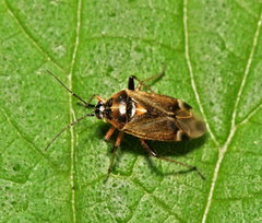 Harpocera thoracica