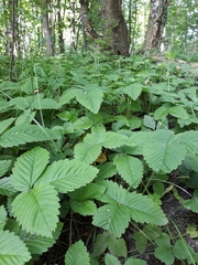 Fragaria moschata