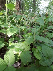 Fragaria moschata