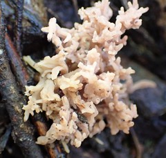 Clavulina vinaceocervina