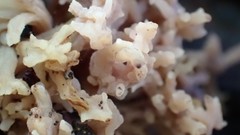 Clavulina vinaceocervina