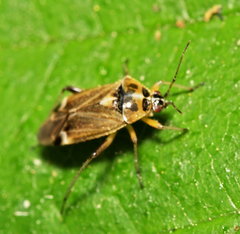 Harpocera thoracica
