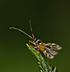 Cyllecoris histrionius