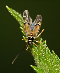 Cyllecoris histrionius
