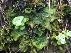 Peltigera britannica