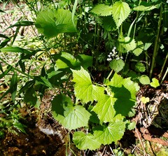 Parasenecio kamtschaticus