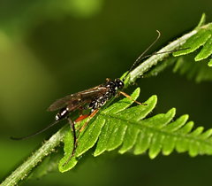 Ichneumonoidea