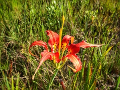 Lilium catesbaei image