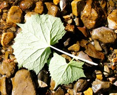 Parasenecio kamtschaticus