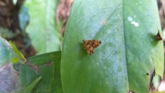 Choreutis amethystodes